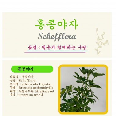 홍콩야자